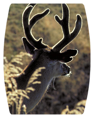 DAREC 310 Gone Hunting (Deer)